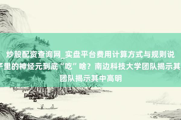 炒股配资查询网_实盘平台费用计算方式与规则说明 脑子里的神经元到底“吃”啥？南边科技大学团队揭示其中高明